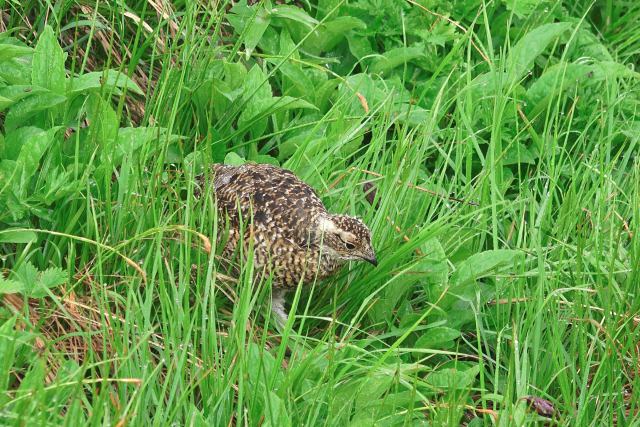 弓折岳のチビ雷鳥8