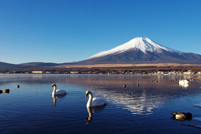 山中湖畔