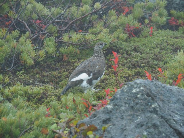 白馬乗鞍岳の雄雷鳥2