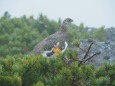 白馬乗鞍岳の雄雷鳥3