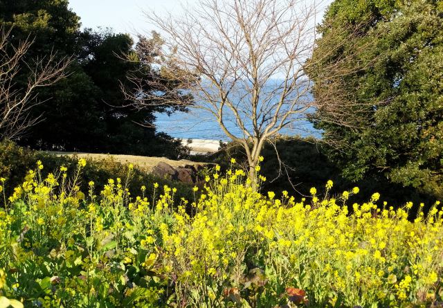 菜の花と向こうに見える海