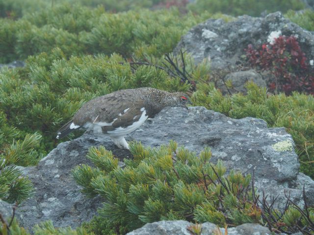 白馬乗鞍岳の雄雷鳥4