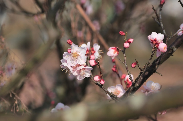 公園に咲く梅花-1