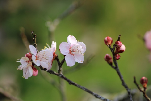 公園に咲く梅花-3