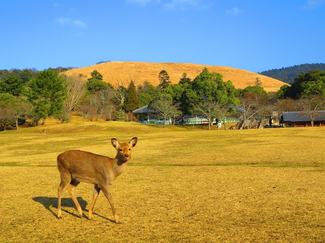 冬の奈良公園・鹿と若草山