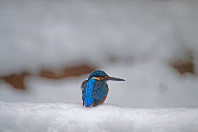 雪の日のカワセミ