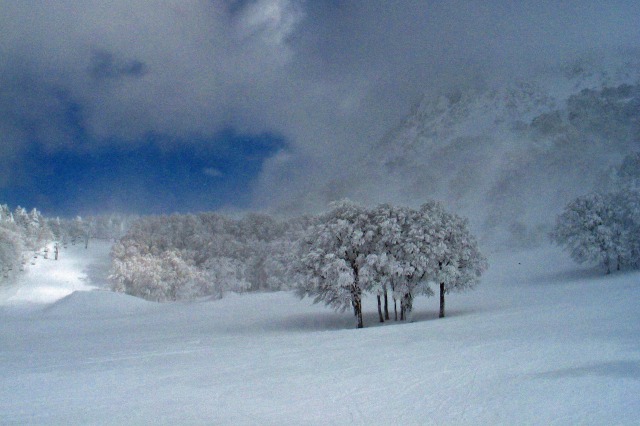 樹氷