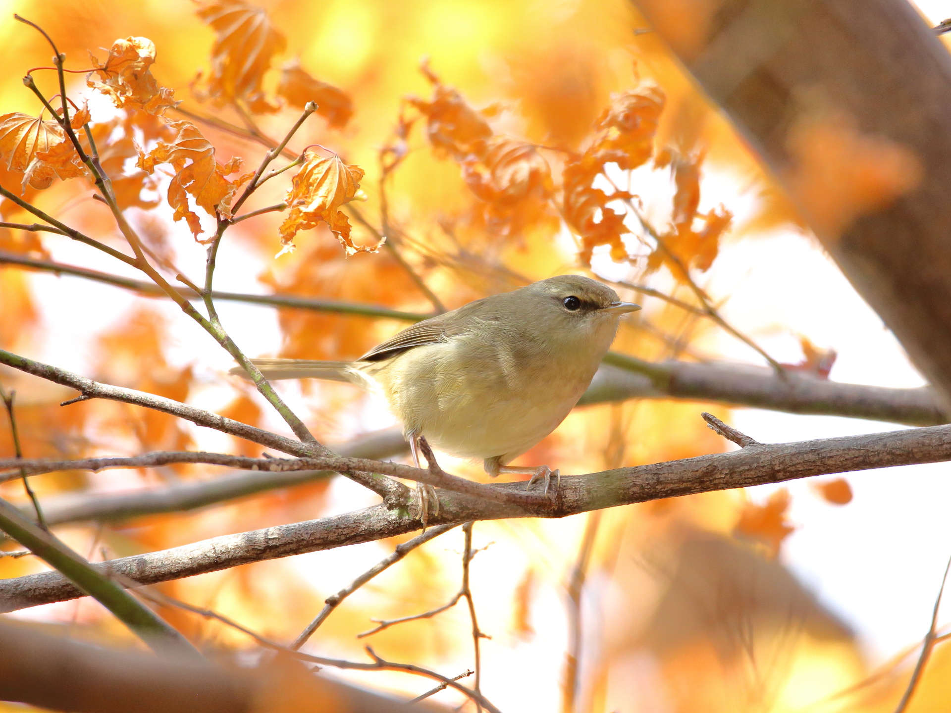 動物 鳥 ウグイス君 壁紙19x1440 壁紙館