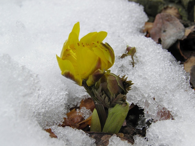 雪の中の福寿草