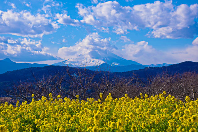 富士山と菜の花