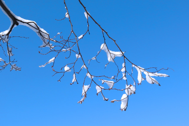 雪のはな