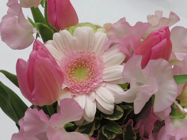 花 植物 春の花とガーベラ 壁紙館