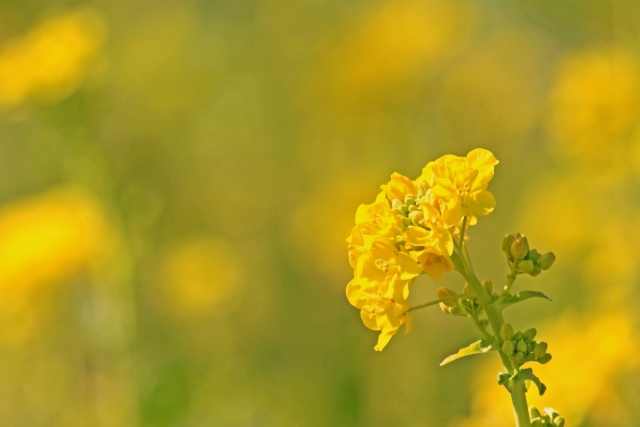 菜の花