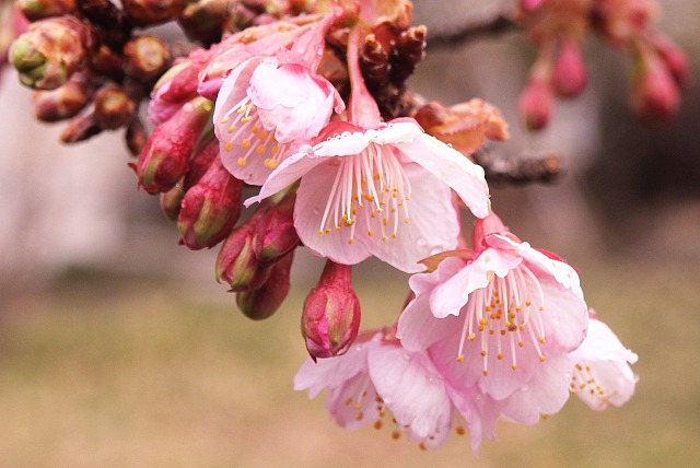 冬桜