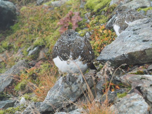 白馬岳のママ雷鳥