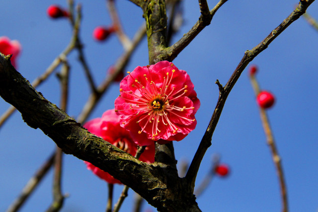 早咲きの梅・八重寒紅