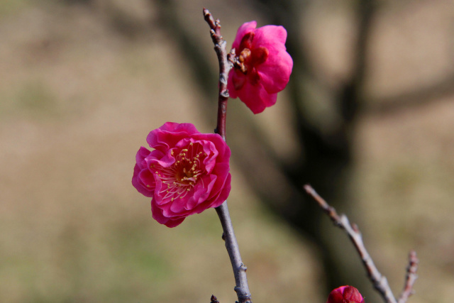 早咲きの梅・八重寒紅