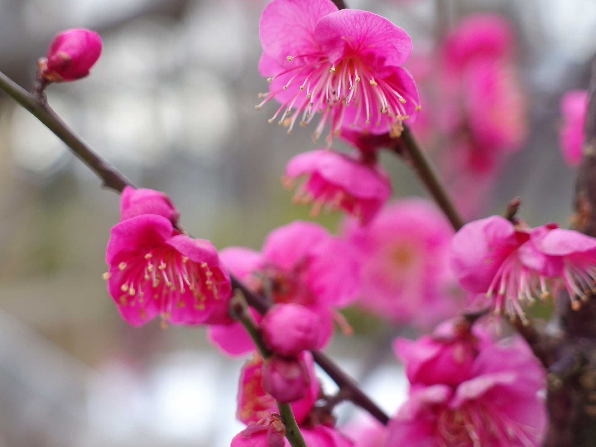 花 植物 咲き始めの梅 壁紙1920x1440 壁紙館