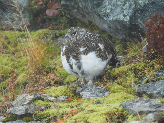 白馬岳のチビ雷鳥