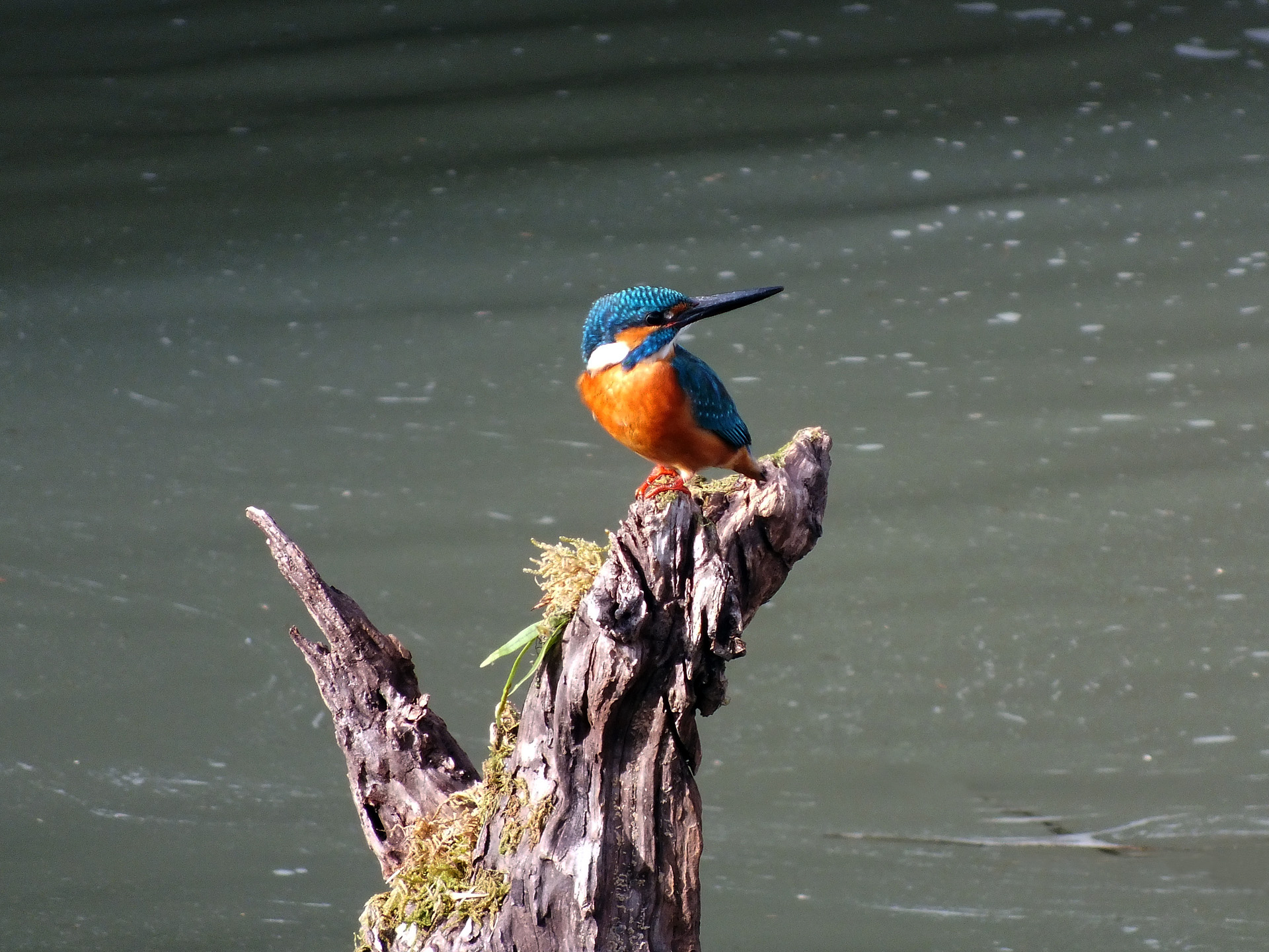 動物 鳥 ペンギン カワセミ 壁紙19x1440 壁紙館