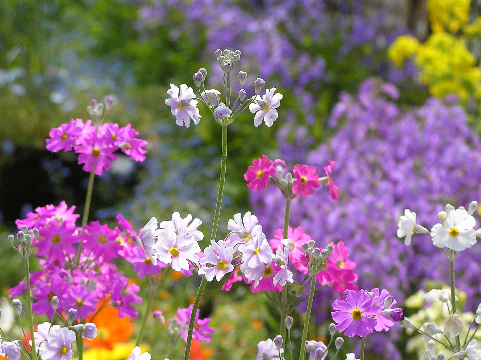 すべての美しい花の画像 50 プリムラ 花 植物