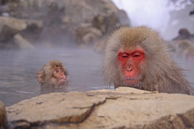 温泉のサル