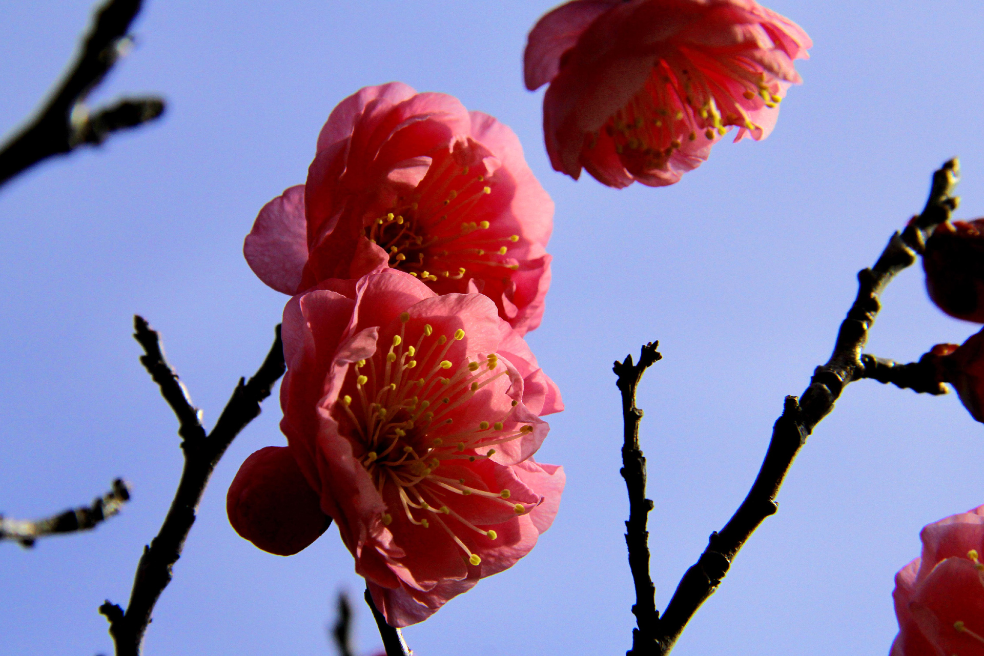 花 植物 早咲きの梅 開運 壁紙19x1280 壁紙館