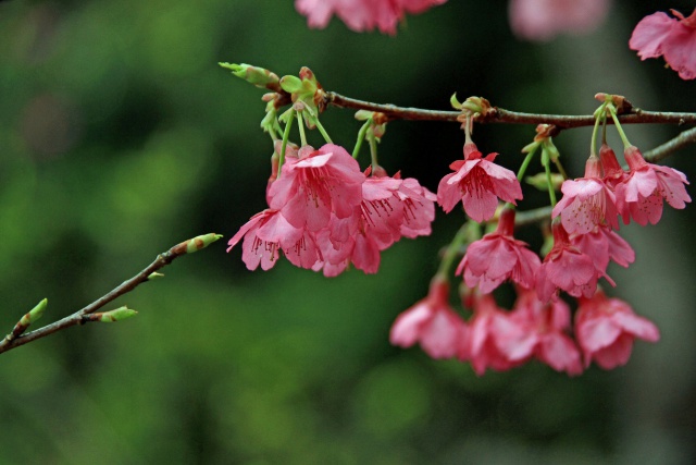 沖縄の寒緋桜