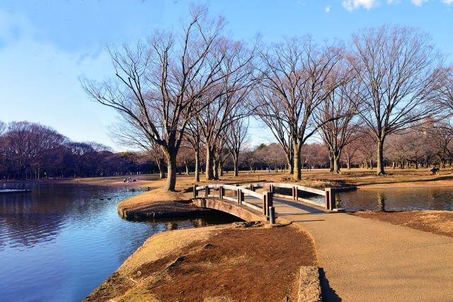 冬の代々木公園