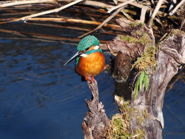 動物 鳥 ペンギン カワセミ 壁紙館