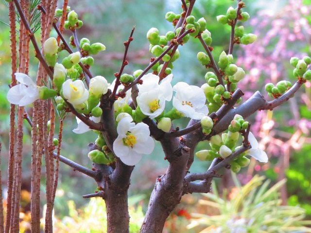 白い木瓜(ボケ)の花