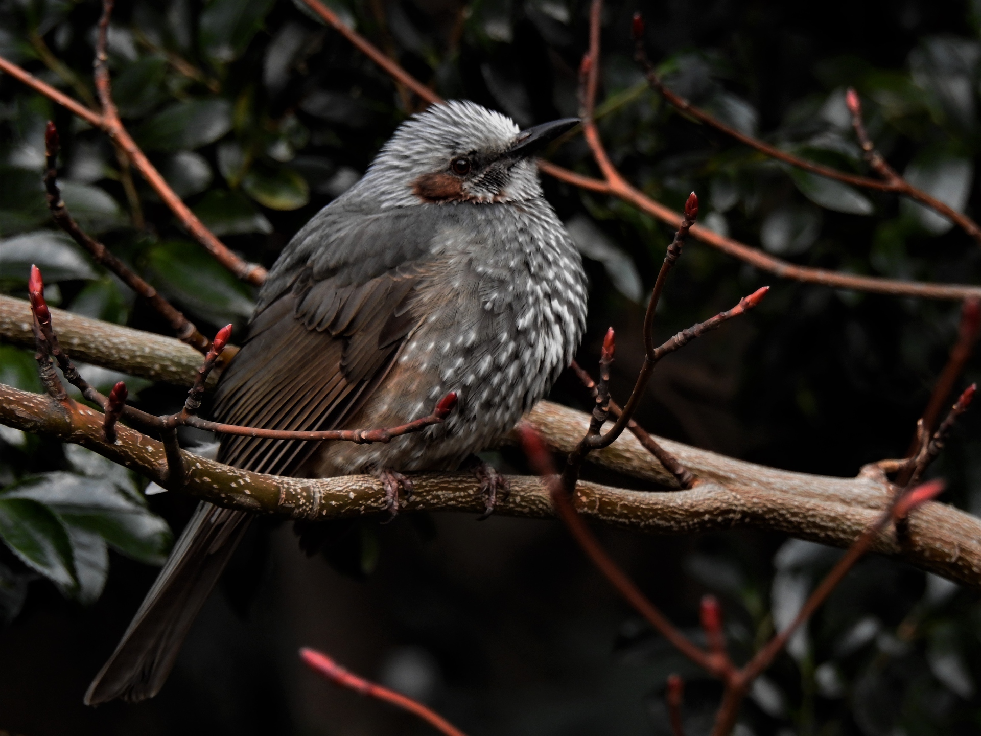 動物 鳥 ペンギン ヒヨドリ 壁紙19x1440 壁紙館