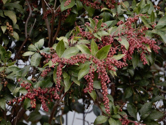 馬酔木の蕾