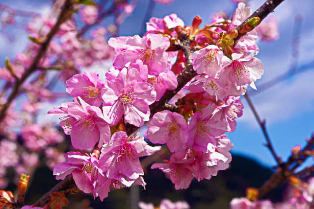 河津桜