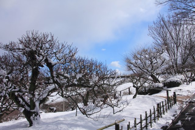 冬化粧の梅林