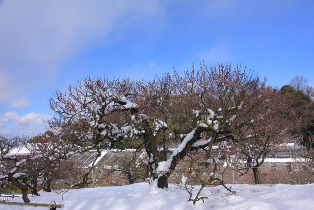 梅木と雪の競演