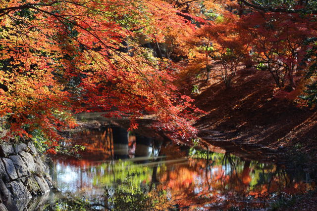 お堀の紅葉