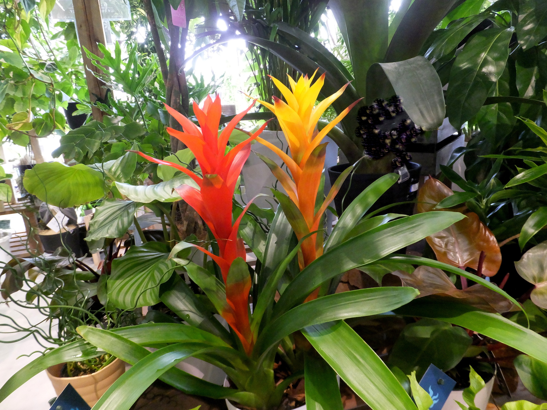 花 植物 花のような観葉植物 壁紙19x1440 壁紙館