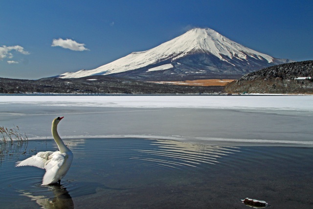 白鳥の湖