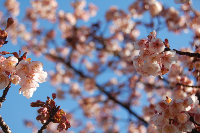 桜に覗かれてる。