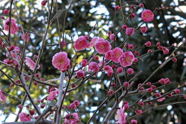 散歩道の花 1802-9-1