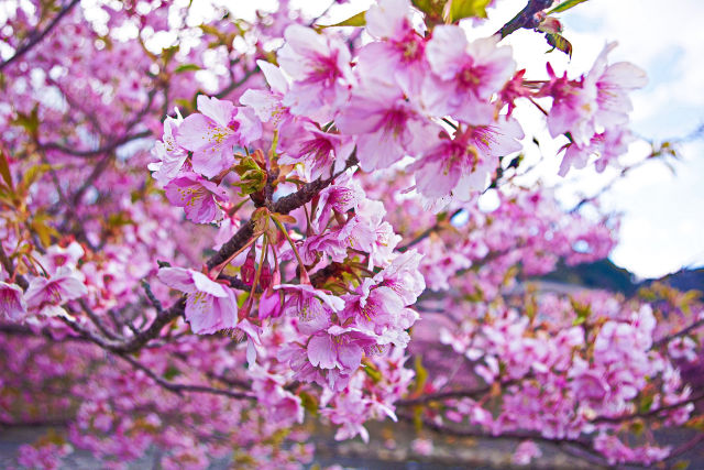 河津桜