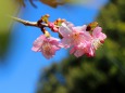 河津桜ほころぶ