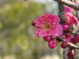 散歩道の花 1802-12-1