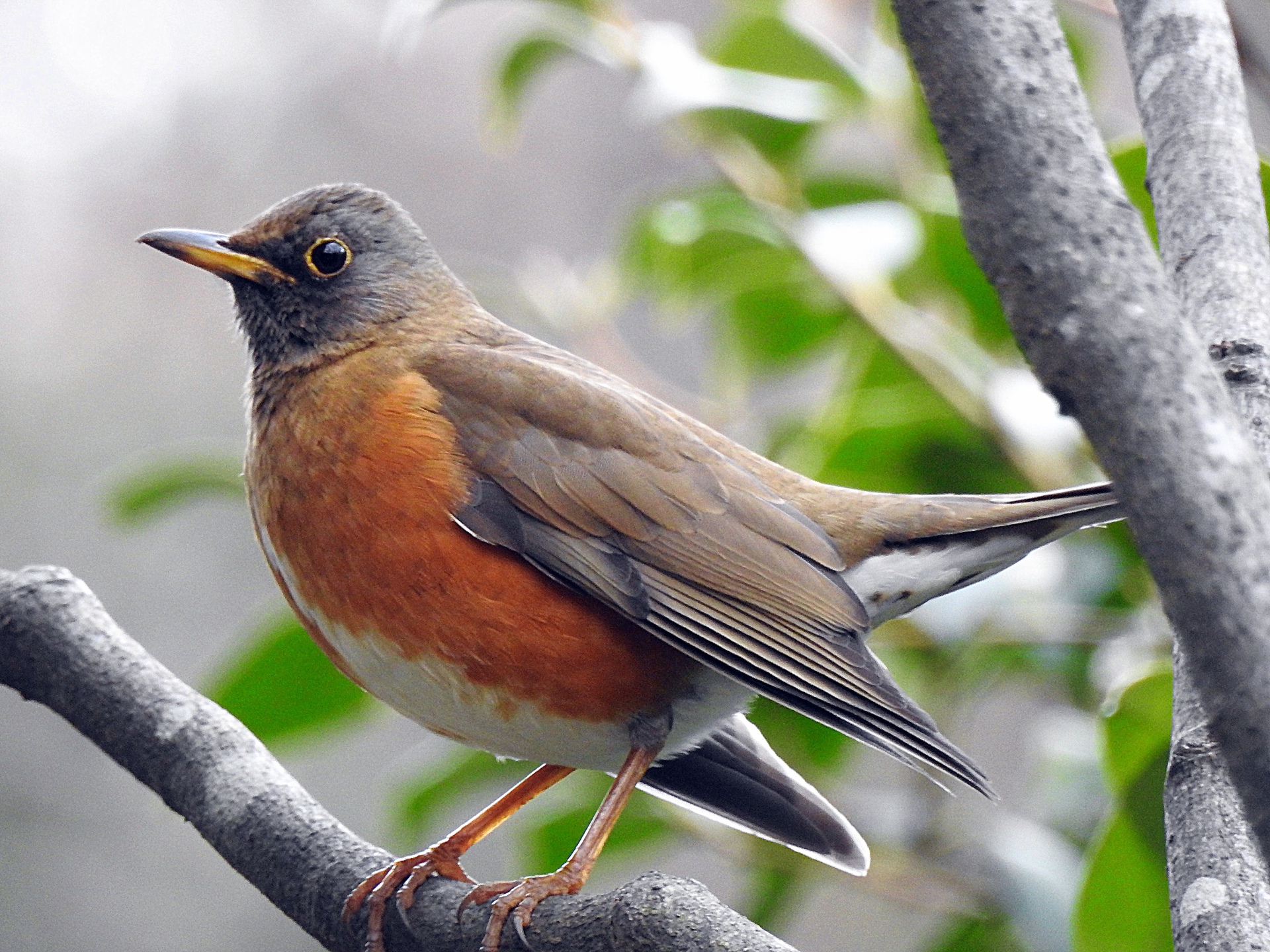 動物 鳥 ペンギン アカハラ 壁紙19x1440 壁紙館