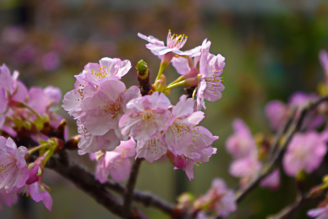 河津桜