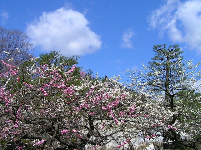 京都二条城の梅林