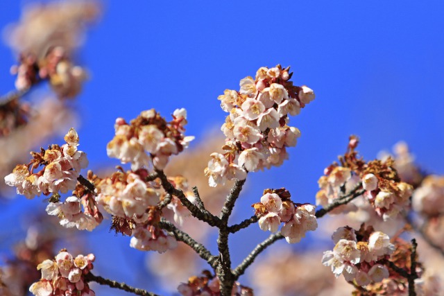 寒桜