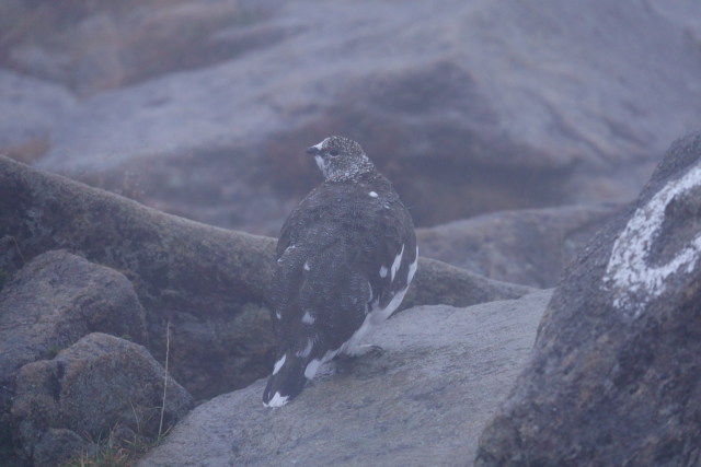 笠ヶ岳の雷鳥