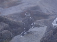 笠ヶ岳の雷鳥